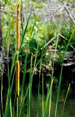image of Typha angustifolia, Narrowleaf Cattail