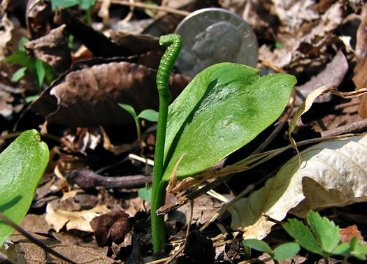 image of Ophioglossum pycnostichum, Southern Adder's-tongue