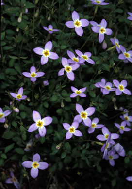 image of Houstonia serpyllifolia, Thymeleaf Bluet, Appalachian Bluet, Prostrate Bluet, Marsh Bluet