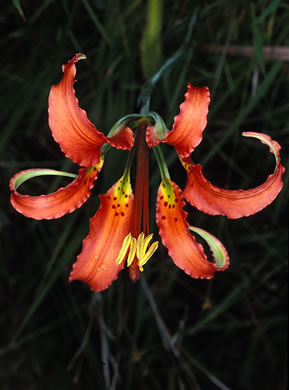 image of Lilium catesbyi, Pine Lily, Catesby's Lily, Leopard Lily
