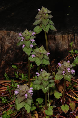 image of Lamium purpureum, Purple Deadnettle, Red Deadnettle