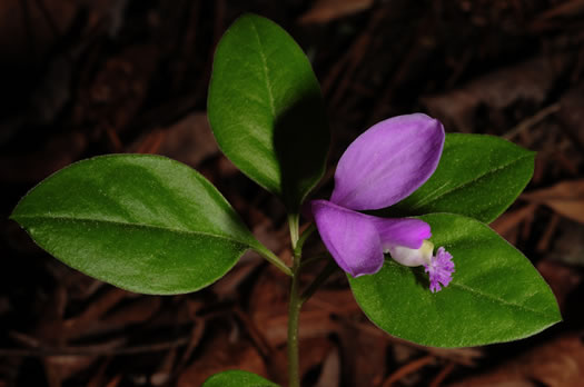 image of Polygaloides paucifolia, Gaywings, Fringed Polygala, Flowering Wintergreen, Bird-on-the-wing