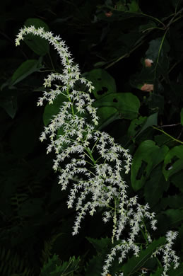 image of Stenanthium gramineum var. gramineum, Featherbells, Eastern Featherbells