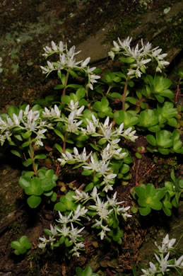 image of Sedum ternatum, Mountain Stonecrop, Whorled Stonecrop, Three-leaf Stonecrop