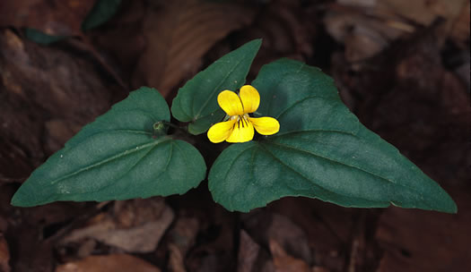 image of Viola hastata, Halberdleaf Violet, Halberdleaf Yellow Violet, Spearleaf Violet, Silverleaf Violet