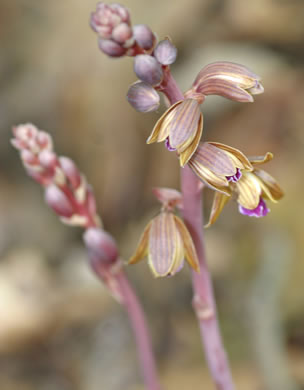 image of Hexalectris spicata, Crested Coralroot, Spiked Crested Coralroot, Brunetta