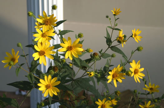 image of Helianthus divaricatus, Woodland Sunflower, Spreading Sunflower