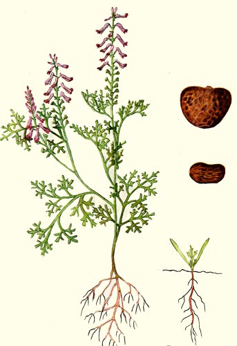image of Fumaria officinalis, Fumitory, Earthsmoke