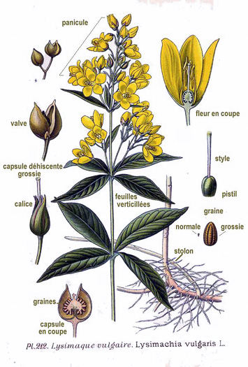 image of Lysimachia vulgaris, Garden Loosestrife