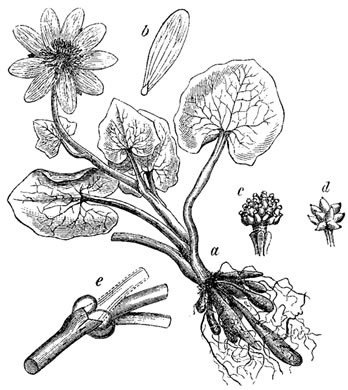 image of Ficaria verna ssp. verna, Fig Buttercup, Lesser Celandine, Pilewort