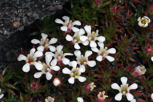 image of Pyxidanthera barbulata var. barbulata, Flowering Pyxie-moss, Big Pyxie, Savanna Pyxiemoss
