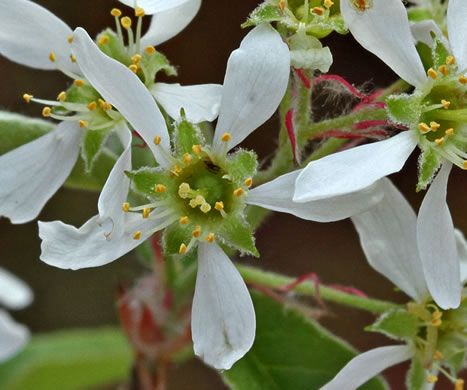image of Amelanchier obovalis, Coastal Plain Serviceberry, Pocosin Shadbush, Coastal Serviceberry