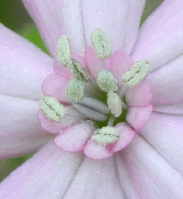 image of Silene caroliniana var. caroliniana, South Carolina Wild-pink, Rock Catchfly, Carolina Pink