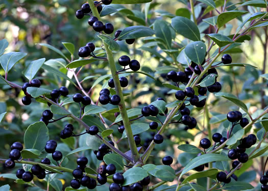 image of Ilex glabra, Inkberry, Bitter Gallberry, Little Gallberry