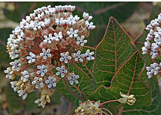 image of Asclepias humistrata, Pinewoods Milkweed, Fleshy Milkweed