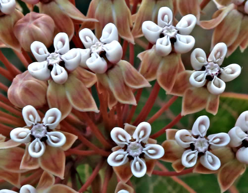 image of Asclepias humistrata, Pinewoods Milkweed, Fleshy Milkweed