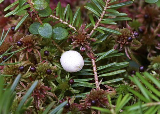 image of Gaultheria hispidula, Creeping Snowberry, Moxie