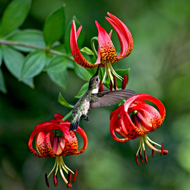 image of Lilium pyrophilum, Sandhills Lily, Sandhills Bog Lily, Fire Lily