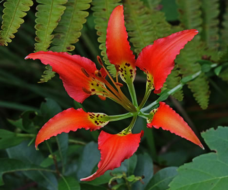 image of Lilium catesbaei, Pine Lily, Catesby's Lily, Leopard Lily
