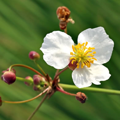image of Sagittaria lancifolia var. media, Scimitar Arrowhead, Bulltongue Arrowhead