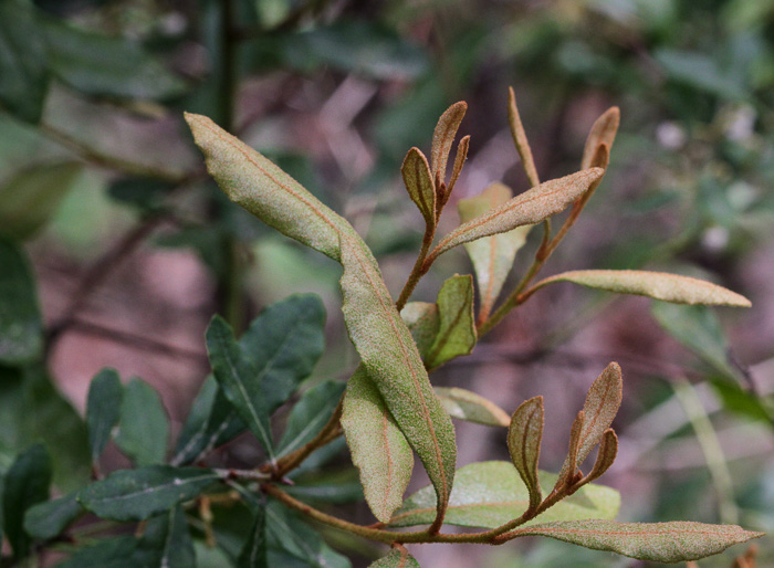 image of Lyonia ferruginea, Rusty Lyonia, Staggerbush, Dragonwood, Crookedwood