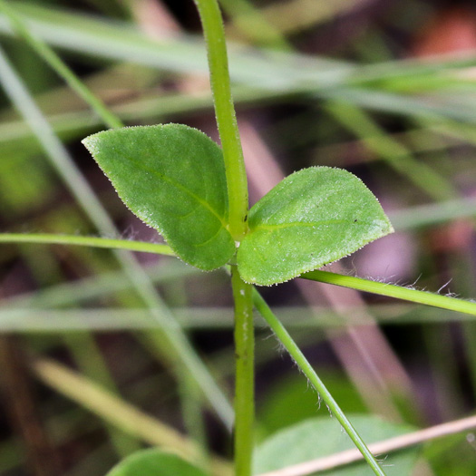 image of Mitreola sessilifolia, Small-leaved Miterwort, Swamp Hornpod