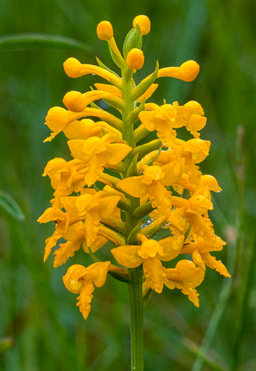 image of Platanthera integra, Yellow Fringeless Orchid, Golden Frog Orchid, Golden Fringeless Orchid, Golden Frog Arrow