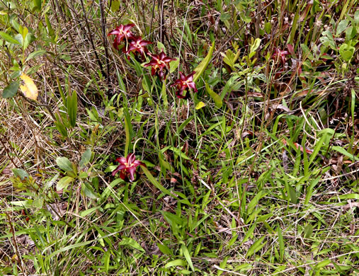 image of Sarracenia rubra ssp. rubra, Carolina Sweet Pitcherplant, Carolina Redflower Pitcherplant, Red Pitcherplant, Sweet Pitcherplant