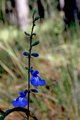 image of Salvia azurea var. azurea, Azure Sage