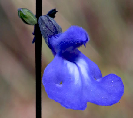 image of Salvia azurea var. azurea, Azure Sage
