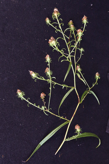 image of Symphyotrichum novi-belgii var. elodes, New York Aster