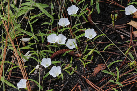 image of Stylisma patens, Sandhill Dawnflower, Sandhill Morning Glory, Coastal Plain Dawnflower, Common Dawnflower