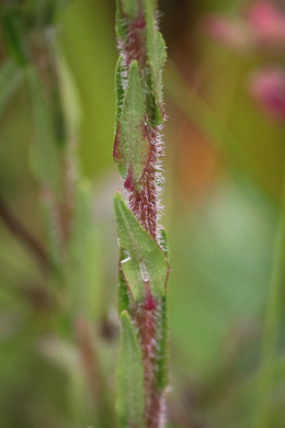 image of Trilisa paniculata, Deer's-tongue, Hairy Chaffhead, Panicled Chaffhead, Trilisa