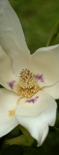 Magnolia macrophylla. Photo by Patrick McMillan.