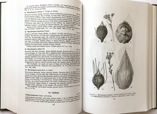 page from Aquatic and Wetland Plants of the Southeastern United States by Robert K. Godfrey and Jean W. Wooten