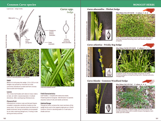 page from Field Guide to Common Wetland Plants of North Carolina by Karen Kendig, Kristie Gianopulos, and Milo Pyne