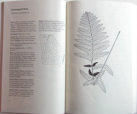 page from Field Guide to the Ferns and Other Pteridophytes of Georgia by Lloyd H. Snyder, Jr., and James G. Brucee