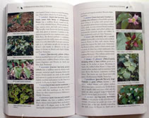 page from Gardening         with the Native Plants of Tennessee: the Spirit of Place by Margie Hunter