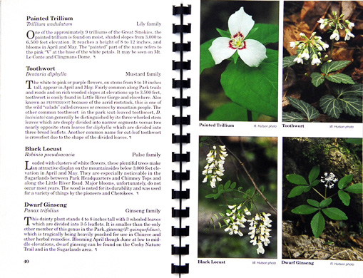 page from Great Smoky Mountains Wildflowers by Robert W. Hutson, William F. Hutson and Aaron J. Sharp