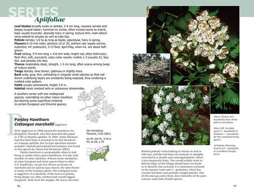 page from Haws - A Guide to Hawthorns of the Southeastern United States by Ron Lance
