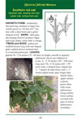 page from Field Guide to Native Oak Species of Eastern North America by John Stein, Denise Binion, Robert Acciavatti