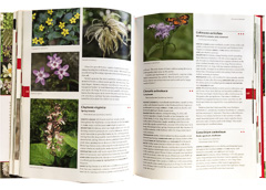 page Native Plants of the Southeast by Larry Mellichamp