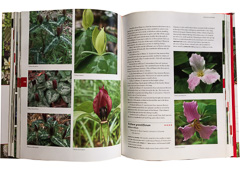 page Native Plants of the Southeast by Larry Mellichamp