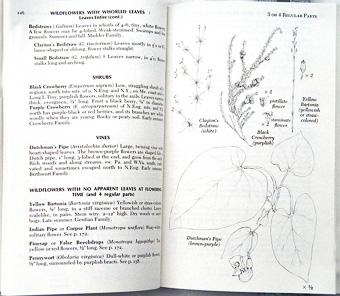 page from Newcomb's Wildflower Guide by Lawrence Newcomb