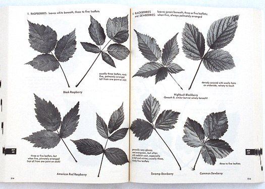 page from The Shrub Identification Book by George Symonds