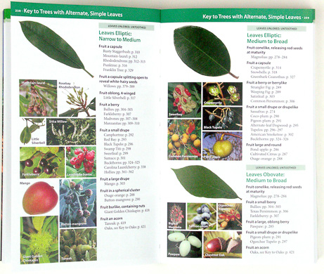 page from Field Guide to Trees of North America by Bruce Kershner, Daniel Mathews, Gil Nelson, Richard Spellenberg