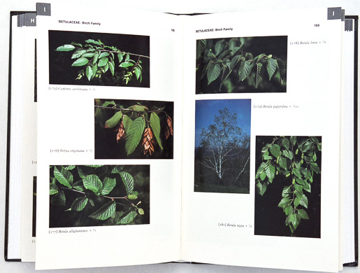 page from Trees of the Southeastern US by Wilbur H. Duncan and Marion B. Duncan