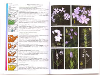 page from Wildflowers in the Field and Forest by Steven Clemants and Carol Gracie