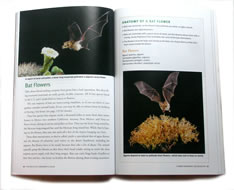 page from The Wildlife Gardener's Guide by Janet Marinelli