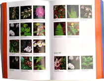page from Wildflowers and Plant Communities of the Southern Appalachian Mountains and Piedmont by Tim Spira